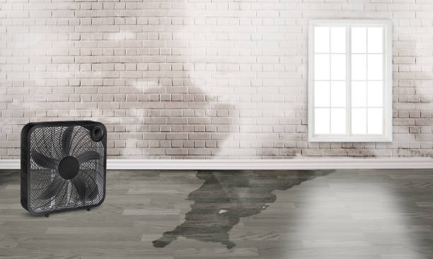 Best Water damage restoration near me  in Eagle Lake, FL