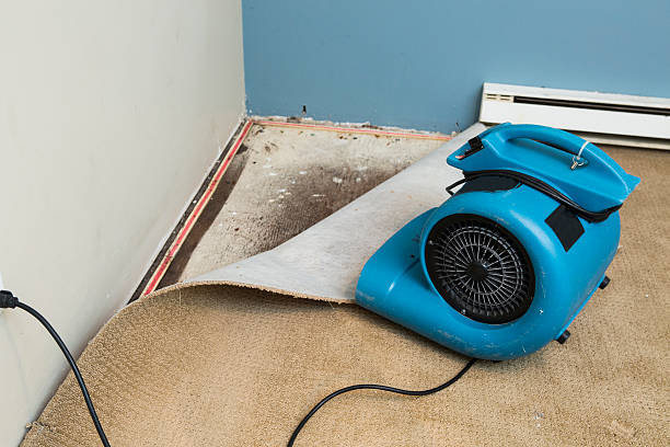 Best Basement water damage restoration  in Eagle Lake, FL